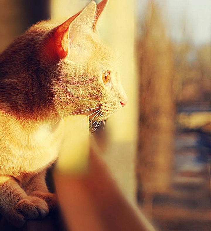 Cat HD