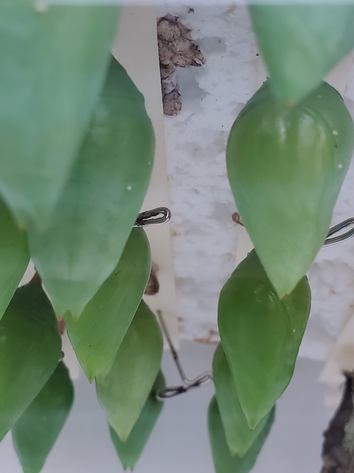 blue morpho chrysalis