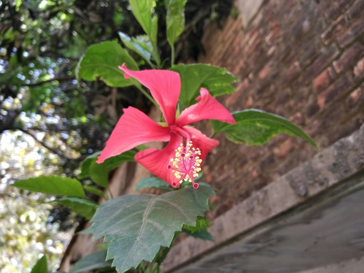 Hibiscus