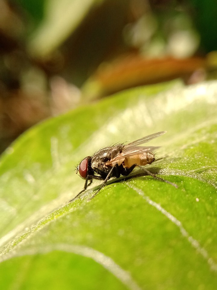 insect