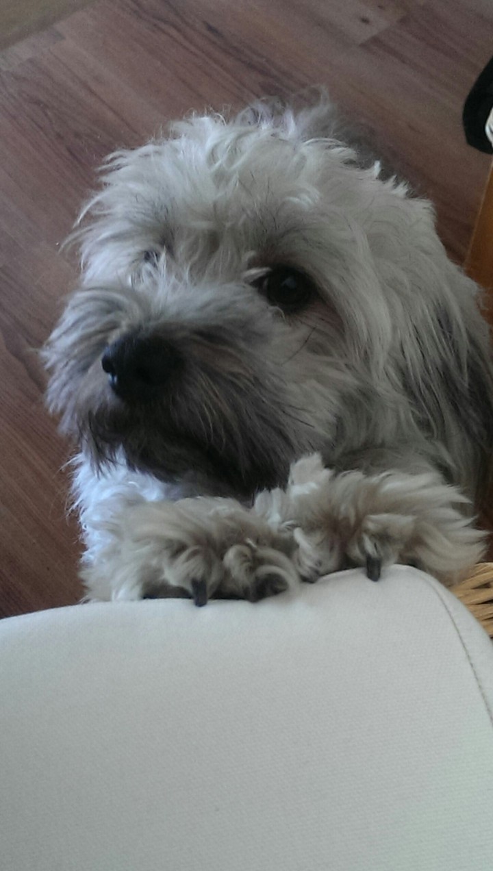 My Dog
