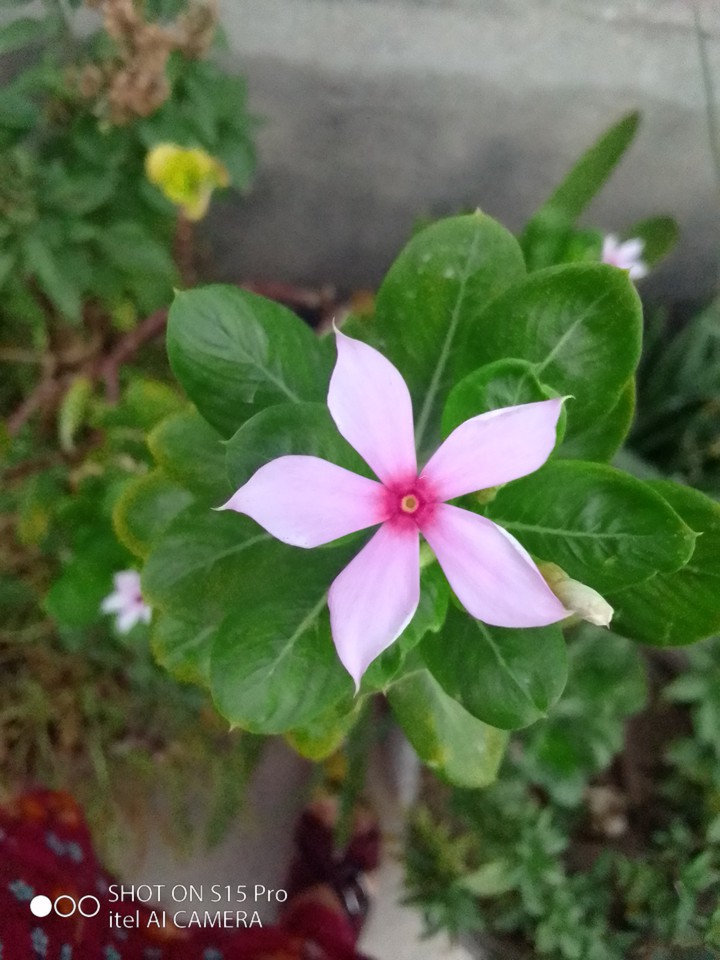 flower