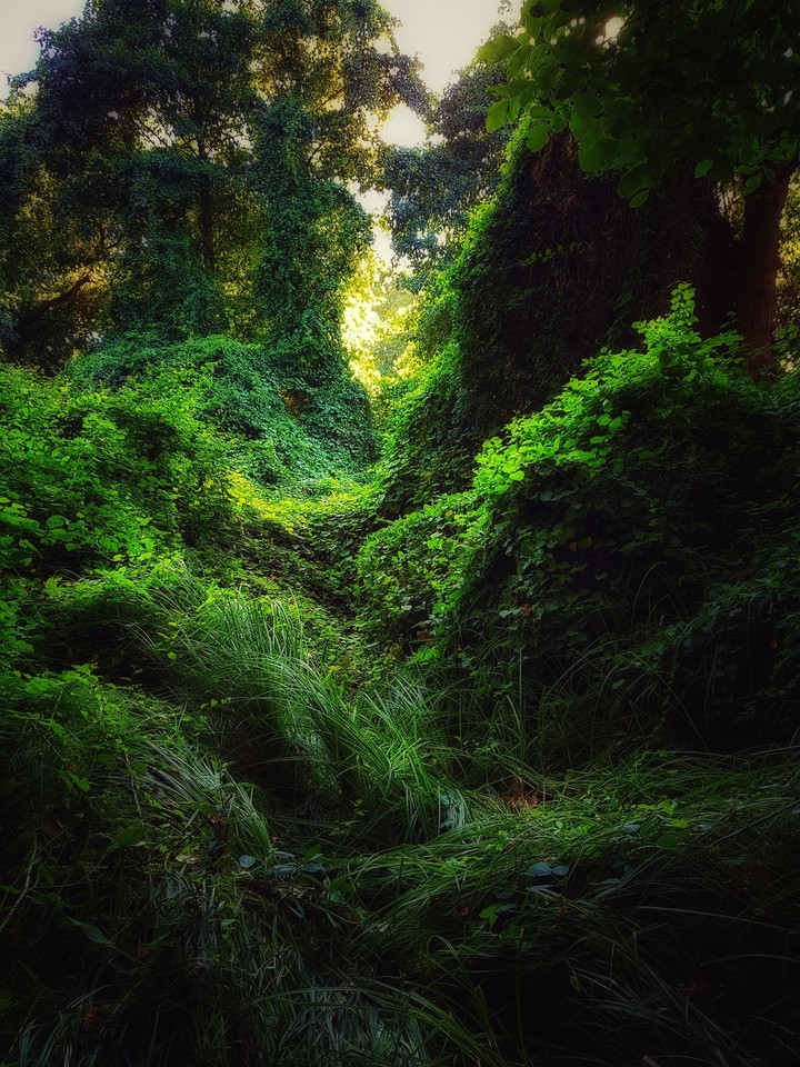 The Forest