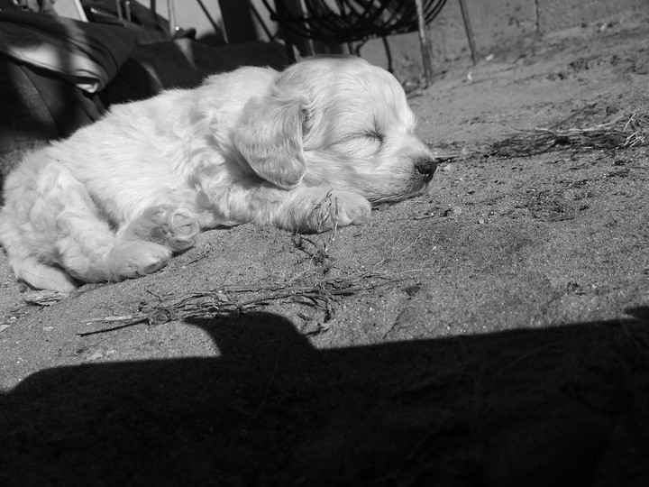 barbilla + caniche