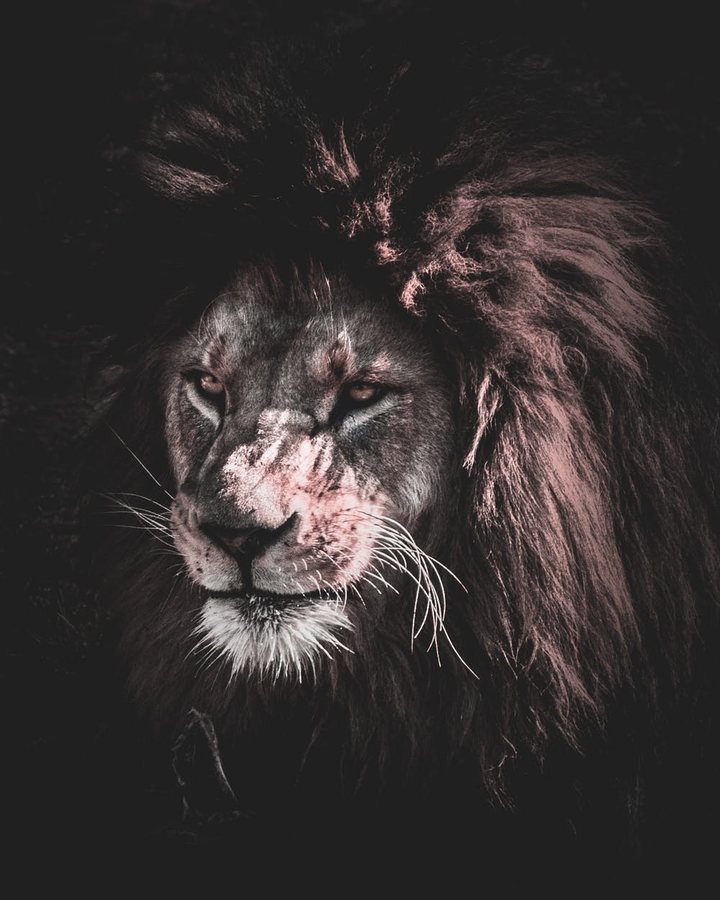 lion