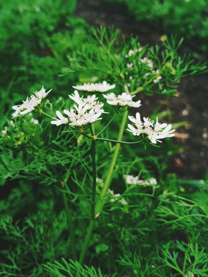white flower