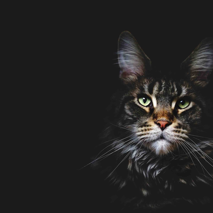кот