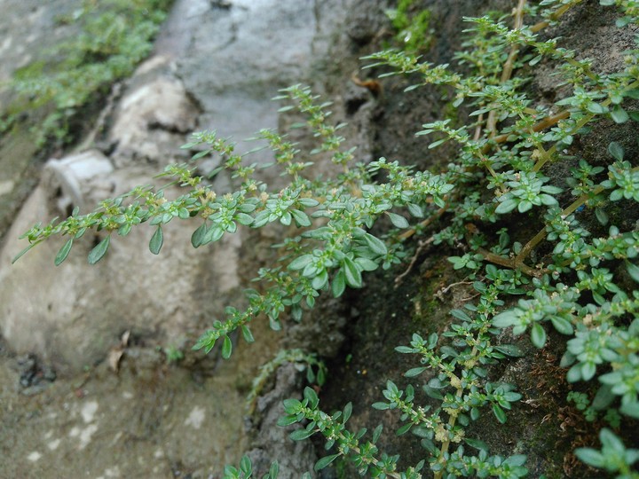 grass