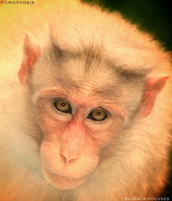wildlife