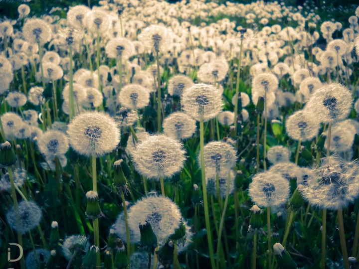 Dandelion