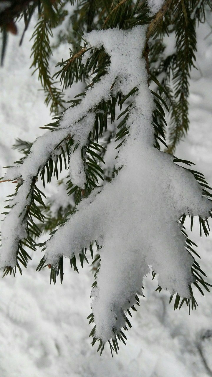 Елочка