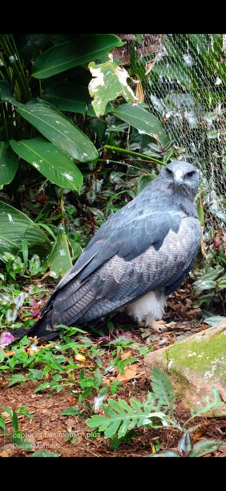 Águila