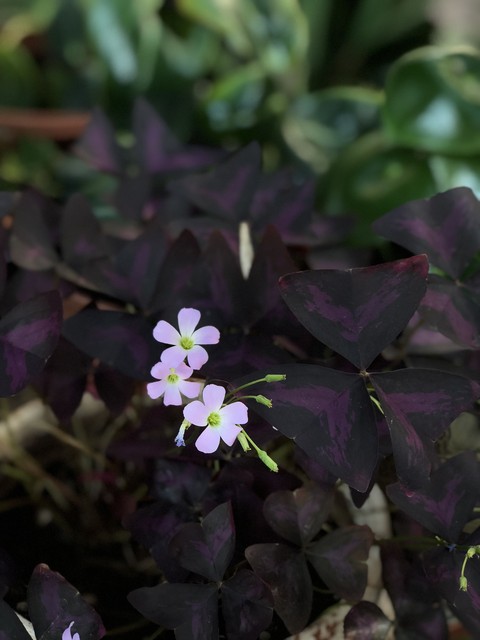sfondi spring, flora