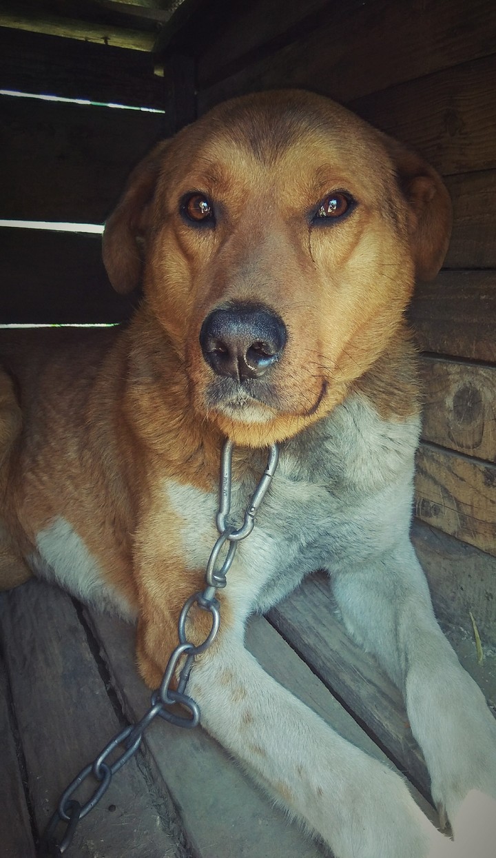 dog