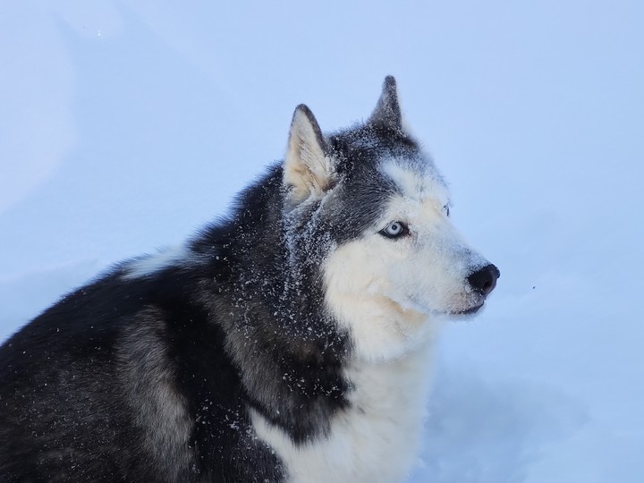 Siberian Husky
