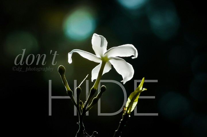 flower