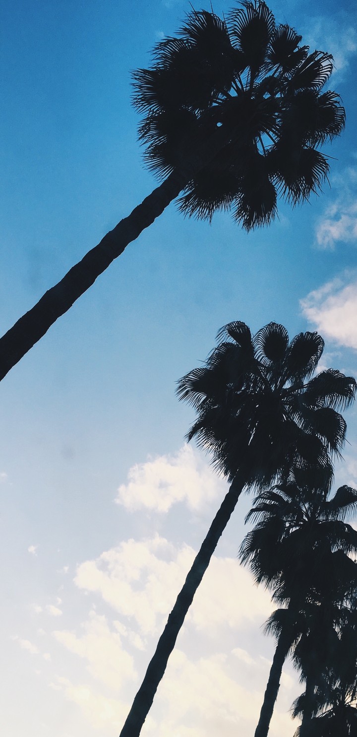 palm