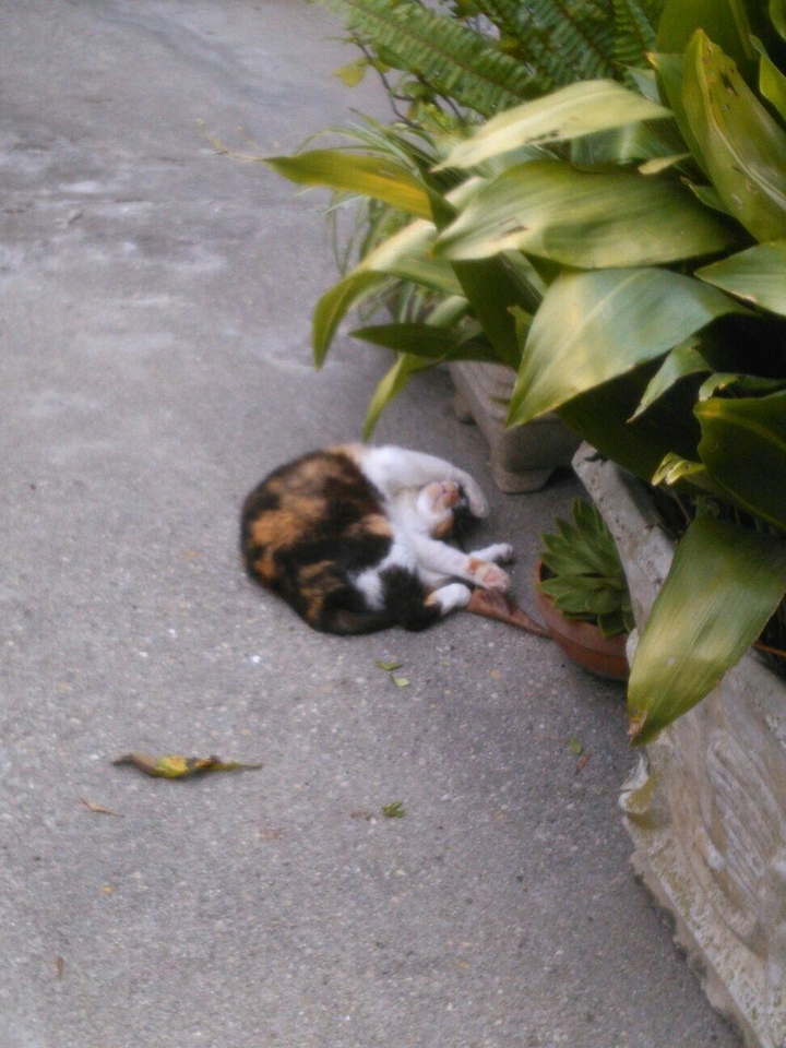 my cat
