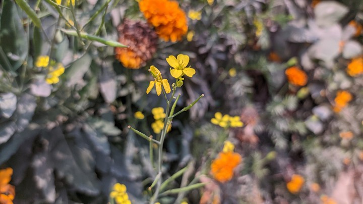 mobile photography redmi note 8