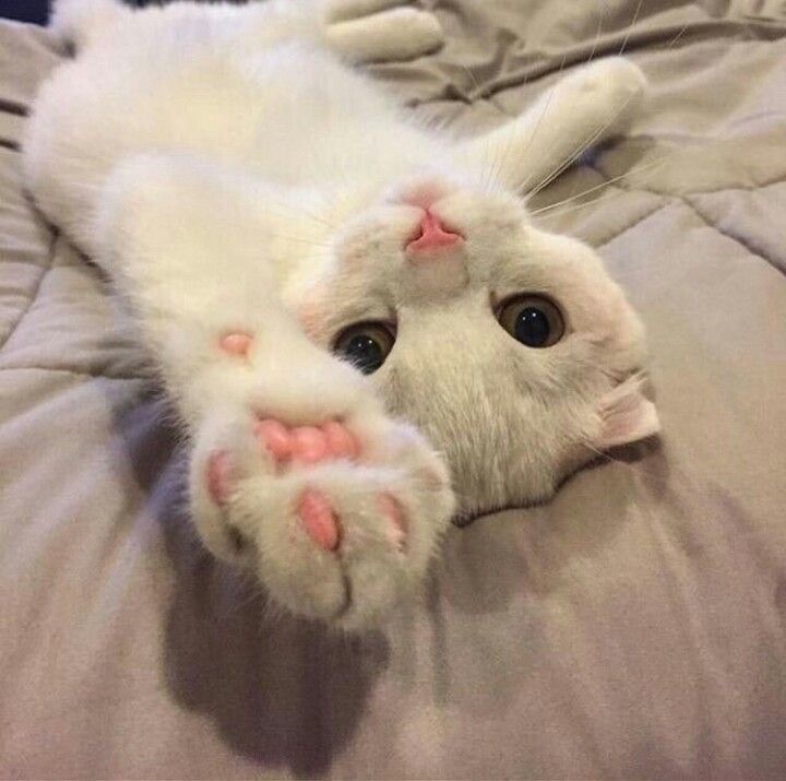 ♥