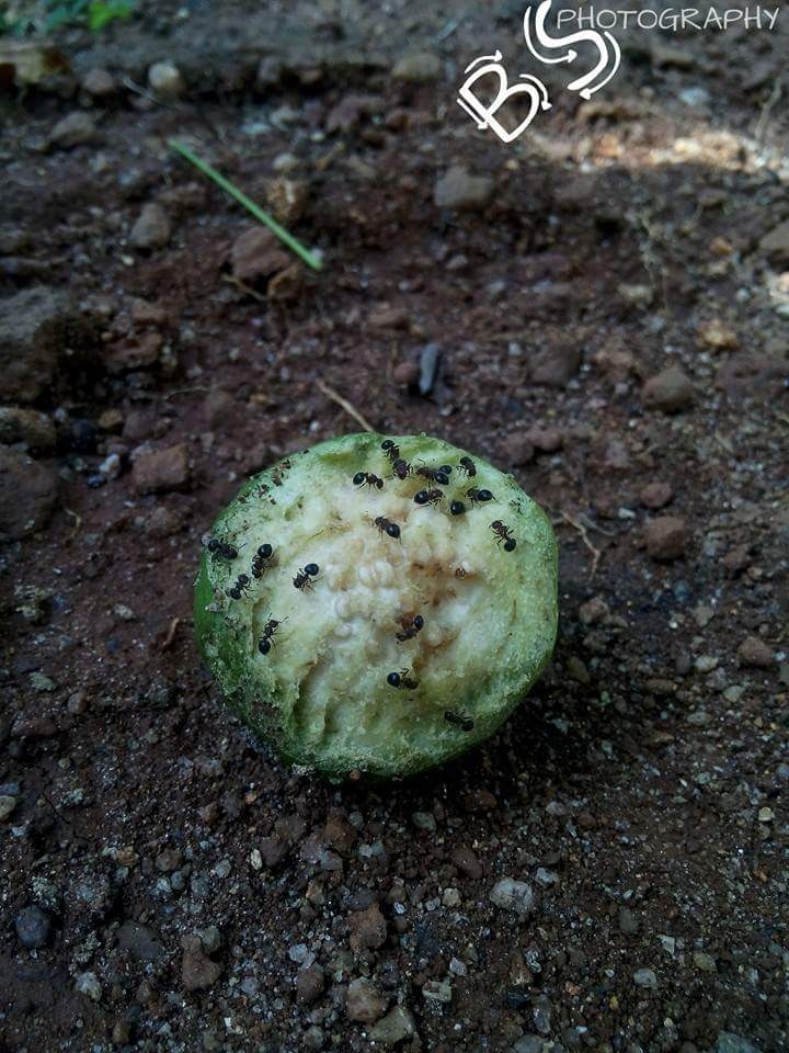miniature nature
