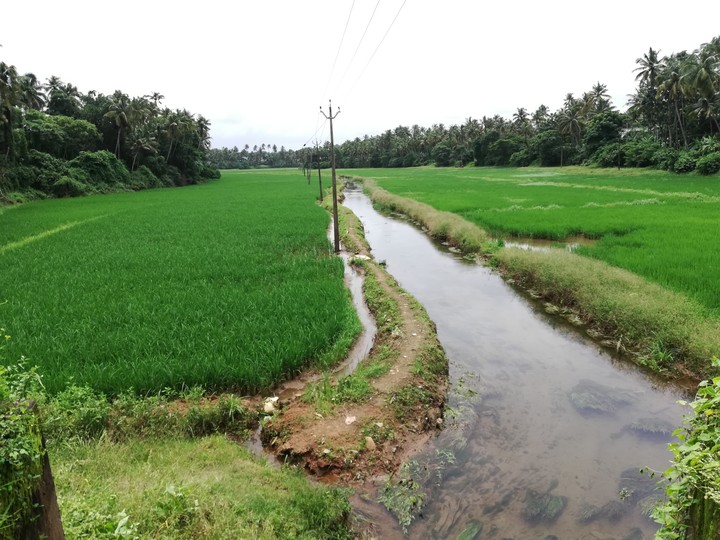 Monsoon Diaries