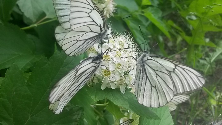 Капустницы