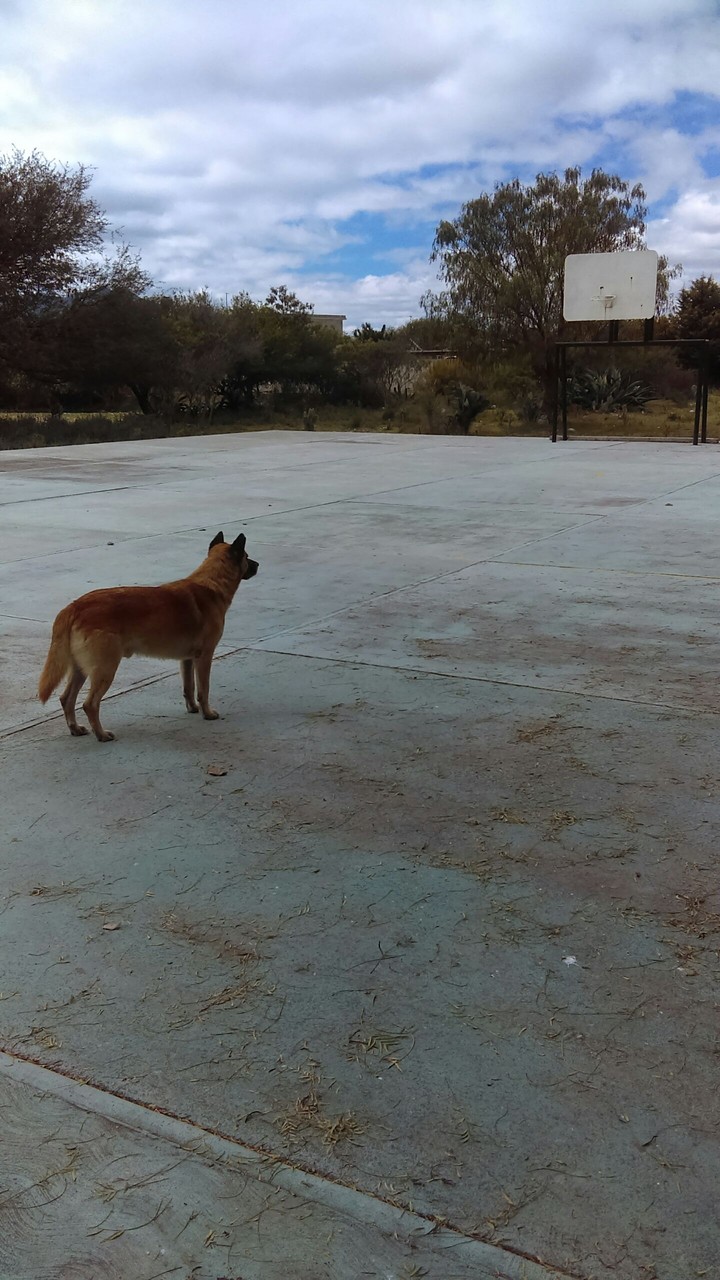 german shepherd