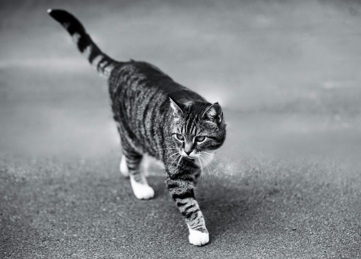 Cool cat