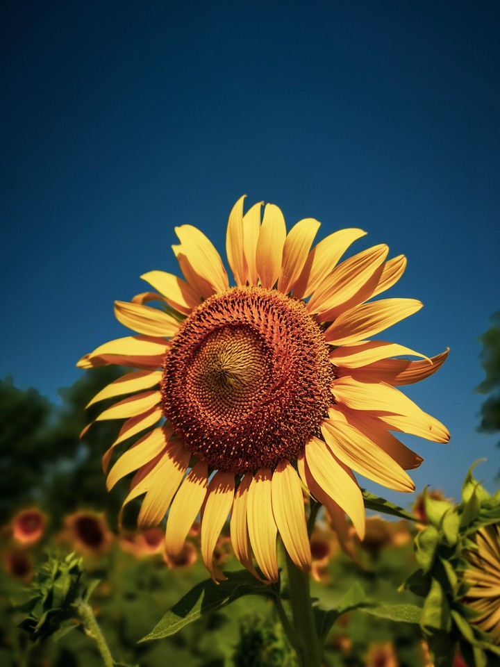 in the world of sunflowers