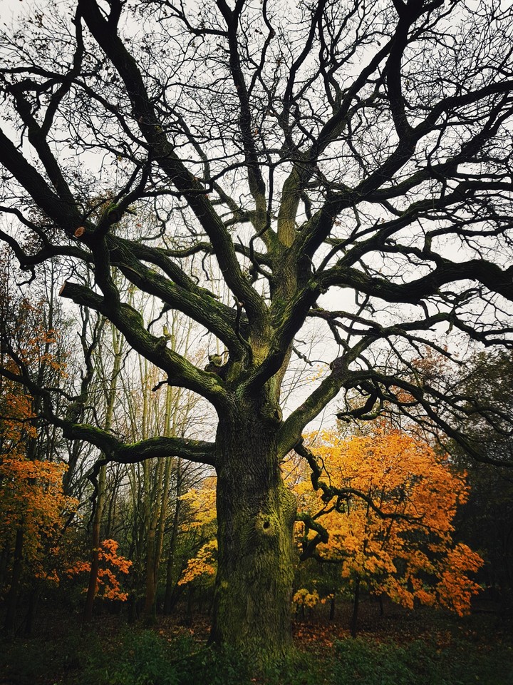 Oak