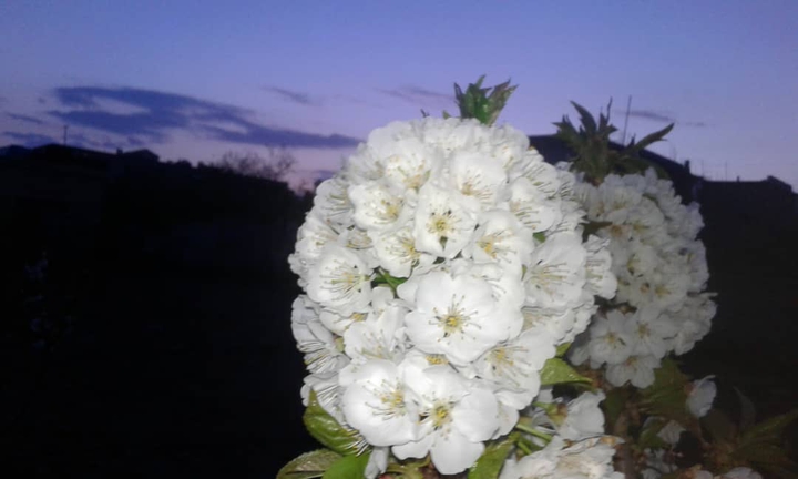 cherry blossoms
