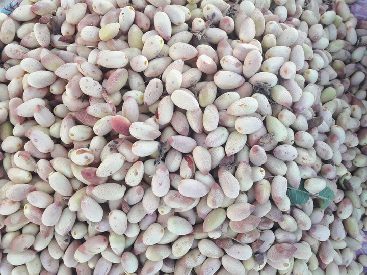 pistachio