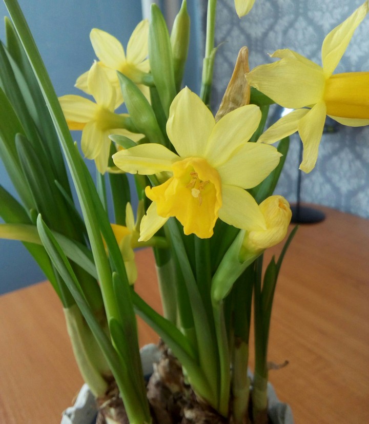 flower