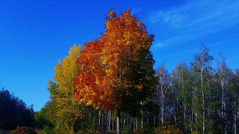 fall tree