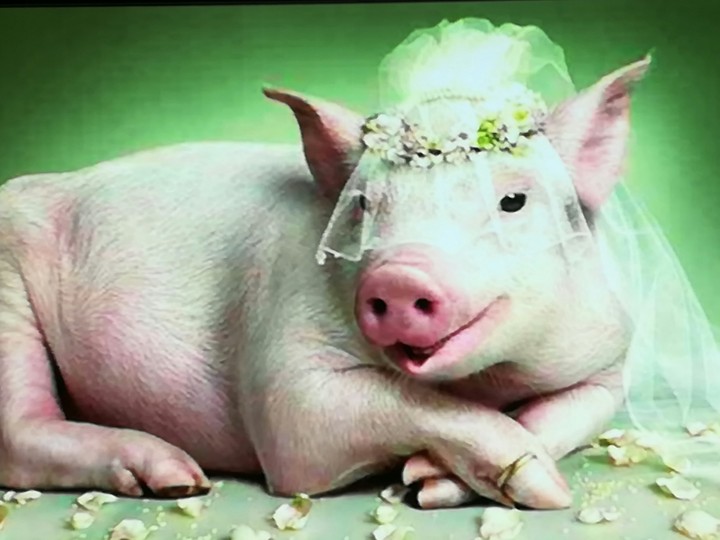 animal marriage celebration