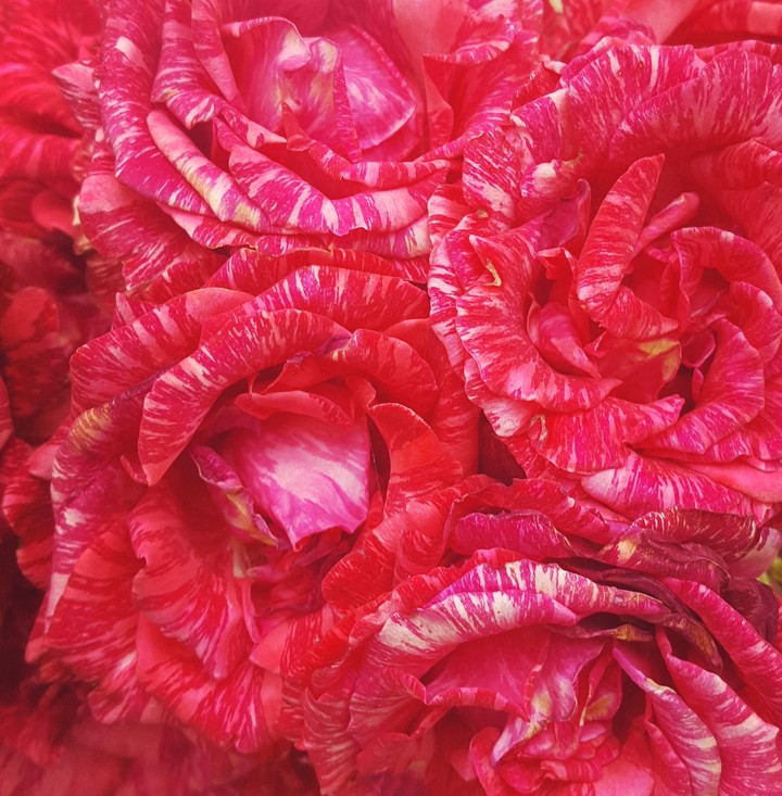 Roses
