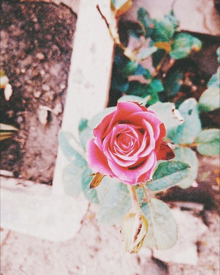 my garden 