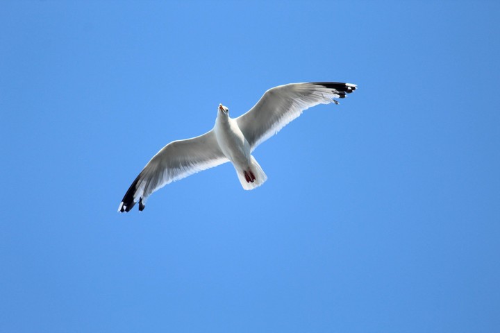 Soar high!