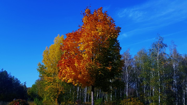 fall tree