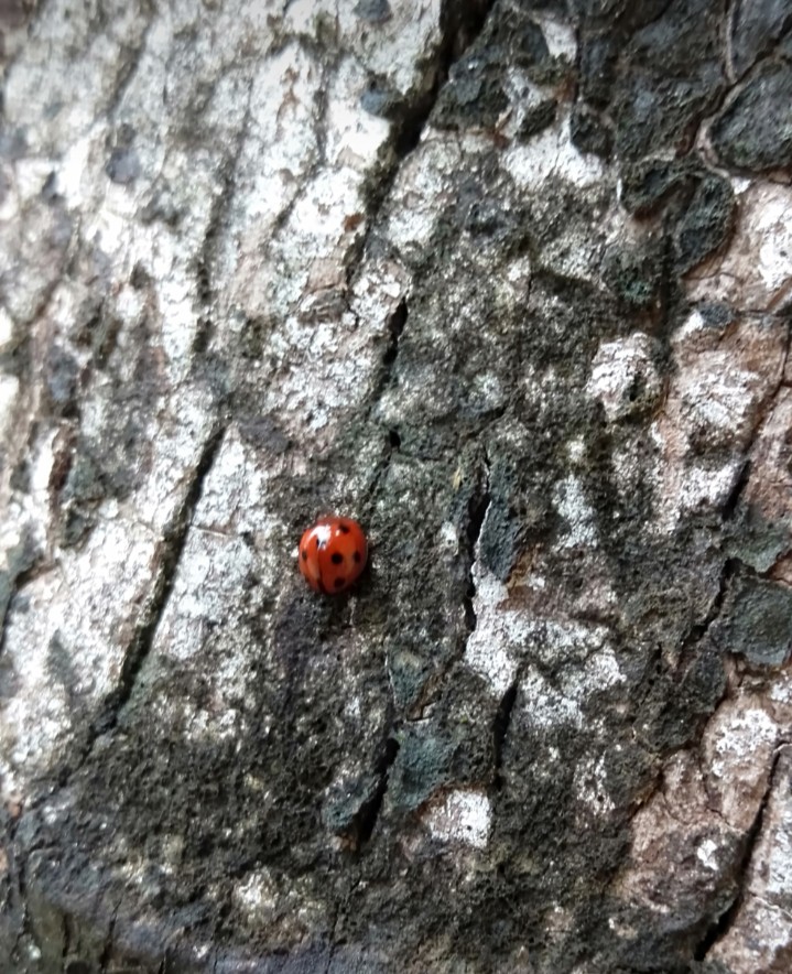 ladybug