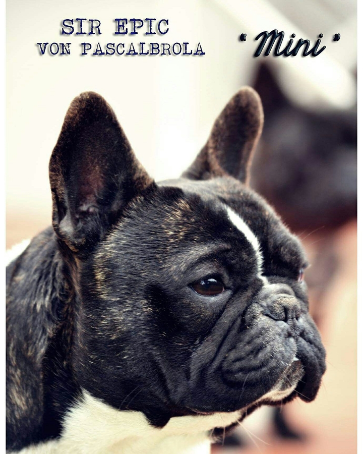 He's my boy ... French Bulldog ❤