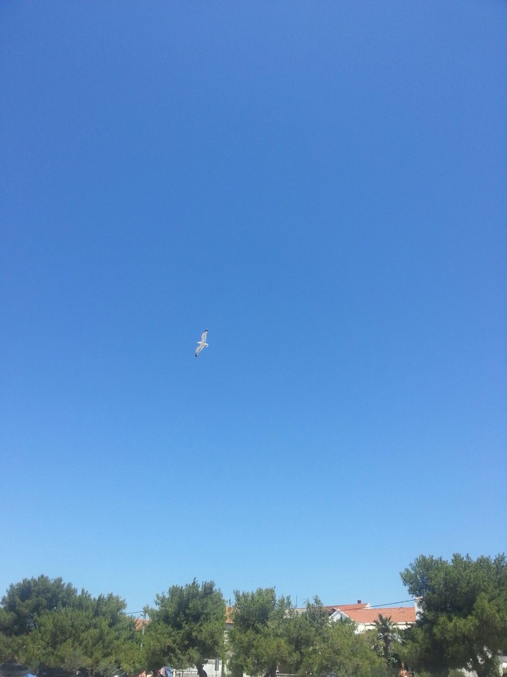 seagul