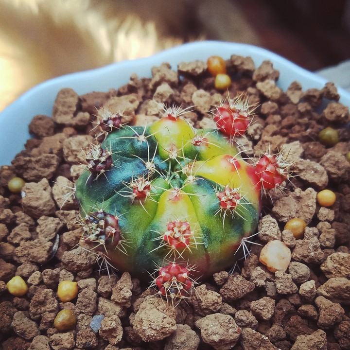 Cactus