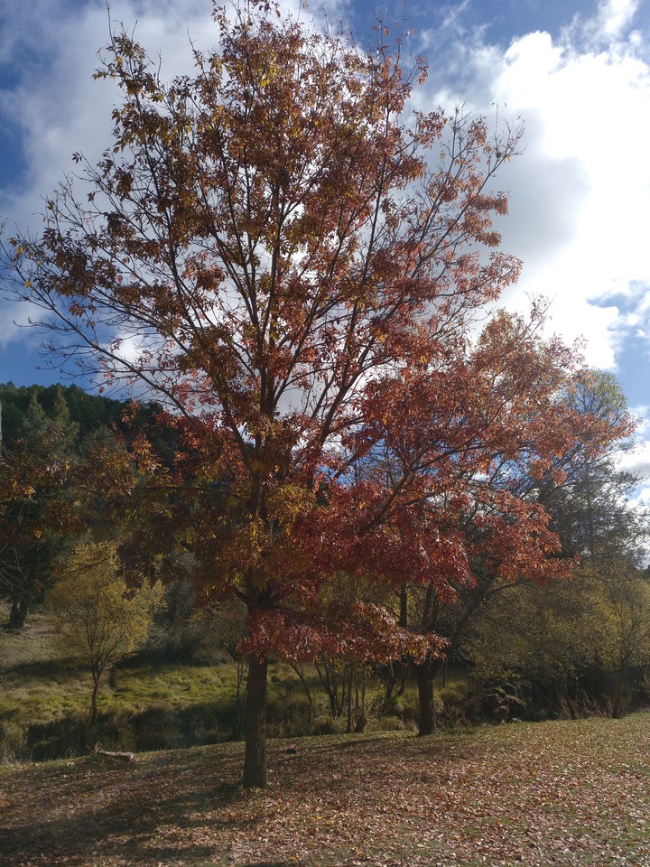 otoño en Castilla