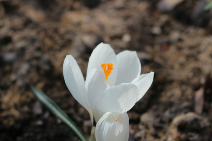 The flover