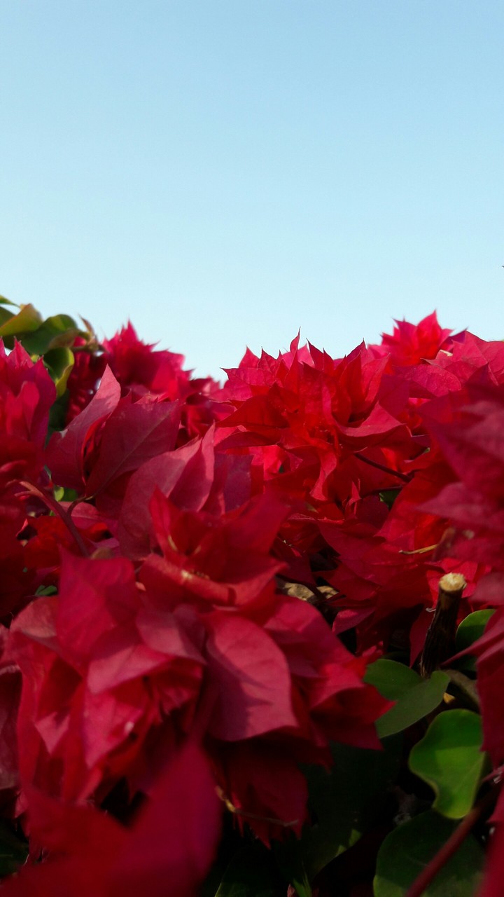 flowers