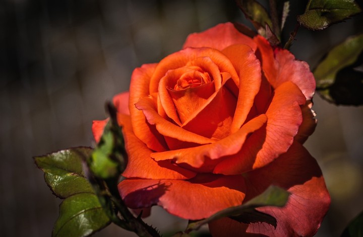 Orange Rose