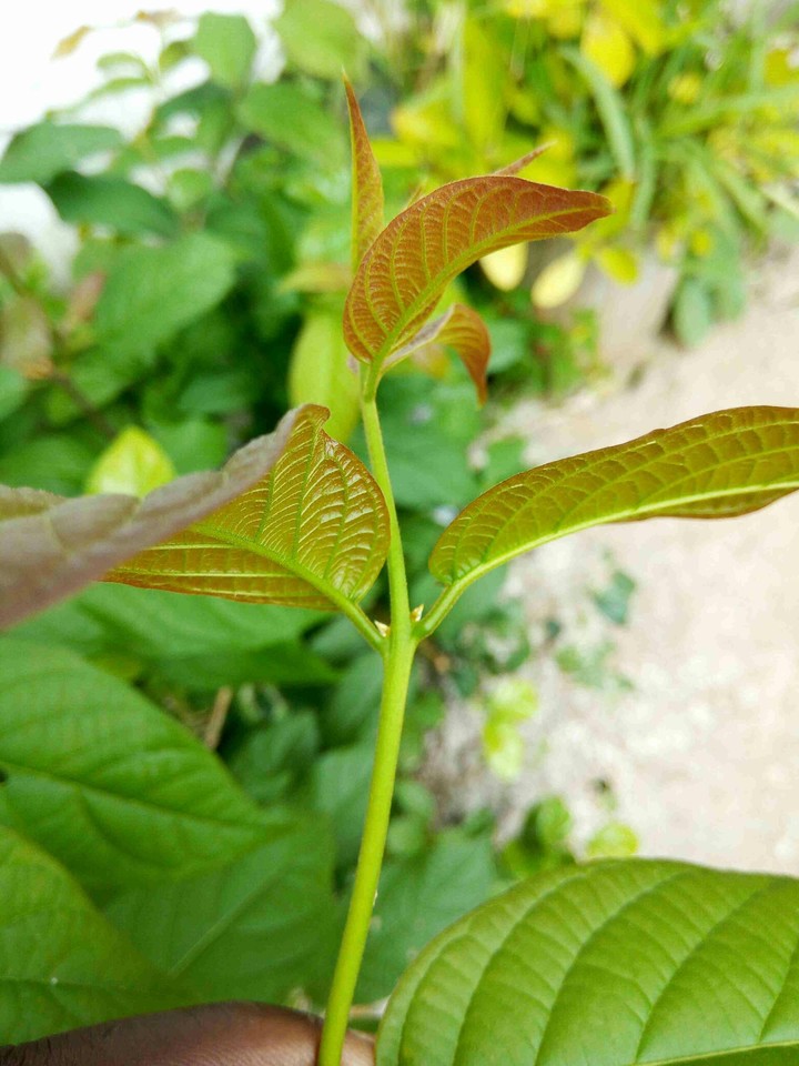 Green leaf