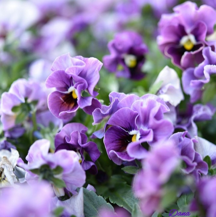 Viola